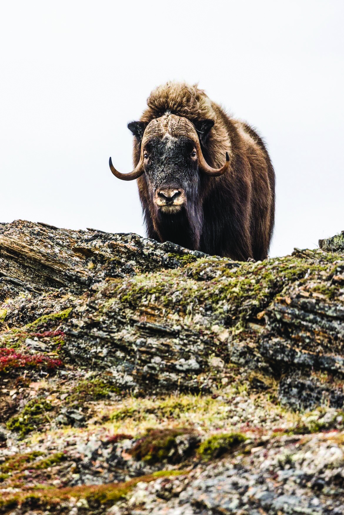 Ungava Polar Eco-Tours inc.